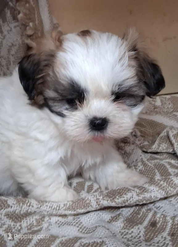 Sassy  – Shih Tzu puppy for sale in Ava, MO