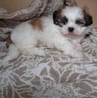 Sassy , a female Shih Tzu for sale in Ava, MO – Photo 3 of 5