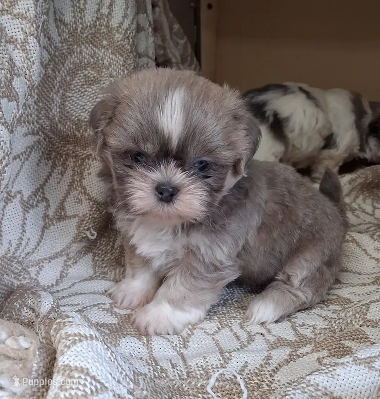 Harry – Shih Tzu puppy on hold in Ava, MO