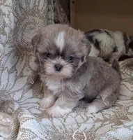 Harry, a male Shih Tzu for sale in Ava, MO – 1 of 5
