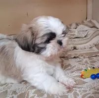 Golden, a male Shih Tzu for sale in Ava, MO – Photo 1 of 4