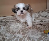 Golden, a male Shih Tzu for sale in Ava, MO – Photo 4 of 4