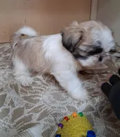 Golden, a male Shih Tzu for sale in Ava, MO – Photo 3 of 4