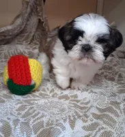 Mister, a male Shih Tzu for sale in Ava, MO – Photo 5 of 5