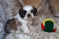 Mister, a male Shih Tzu for sale in Ava, MO – Photo 2 of 5