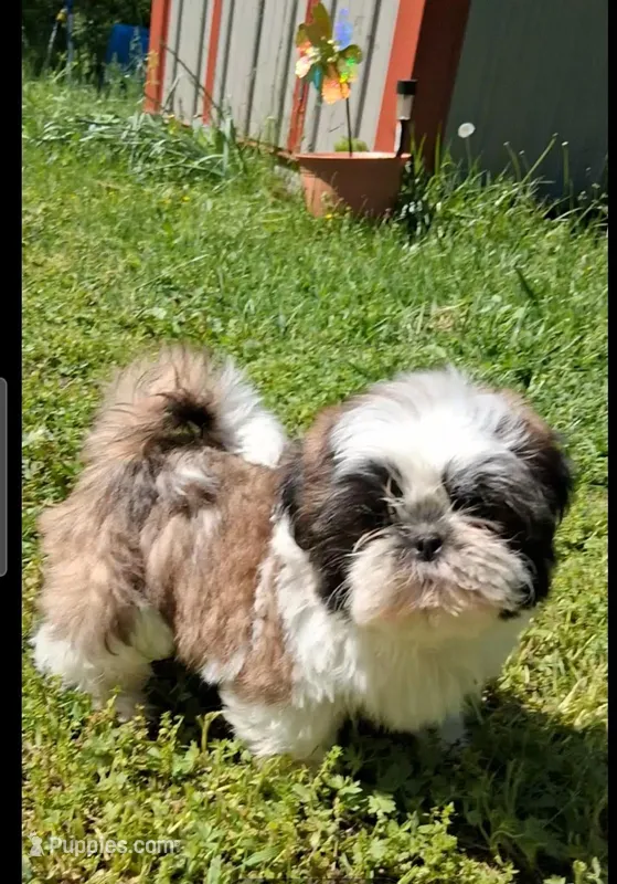 Mister – Shih Tzu puppy for sale in Ava, MO