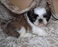 Mister, a male Shih Tzu for sale in Ava, MO – Photo 4 of 5
