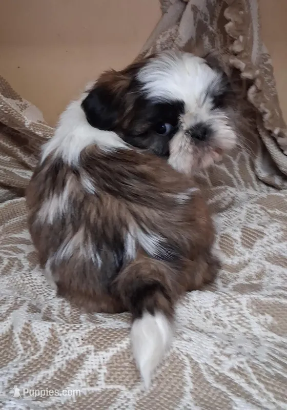 Mister – Shih Tzu puppy for sale in Ava, MO