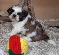 Mister, a male Shih Tzu for sale in Ava, MO – Photo 3 of 5