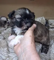 Opal, a female Shih Tzu for sale in Ava, MO – 3 of 3