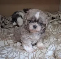 Harry, a male Shih Tzu for sale in Ava, MO – 2 of 5
