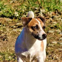 Severide, a male Jack Russell Terrier for sale in Glenpool, OK – Photo 2 of 4