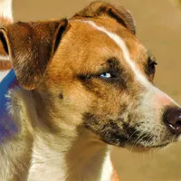 Severide, a male Jack Russell Terrier for sale in Glenpool, OK – Photo 4 of 4