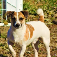Severide, a male Jack Russell Terrier for sale in Glenpool, OK – Photo 3 of 4