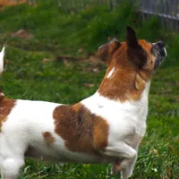 Kitty Dillon, a female Jack Russell Terrier for sale in Glenpool, OK – Photo 3 of 3