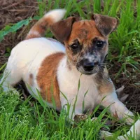 Kitty Dillon, a female Jack Russell Terrier for sale in Glenpool, OK – Photo 2 of 3