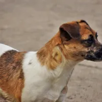 Kitty Dillon, a female Jack Russell Terrier for sale in Glenpool, OK – Photo 1 of 3