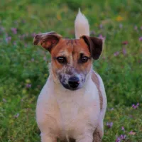 Mattue Dillon, a male Jack Russell Terrier for sale in Glenpool, OK – Photo 1 of 4