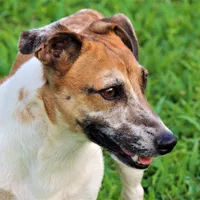 Mattue Dillon, a male Jack Russell Terrier for sale in Glenpool, OK – Photo 3 of 4