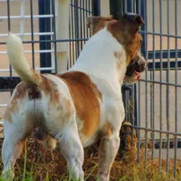 Mattue Dillon, a male Jack Russell Terrier for sale in Glenpool, OK – Photo 4 of 4