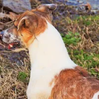 Mattue Dillon, a male Jack Russell Terrier for sale in Glenpool, OK – Photo 2 of 4