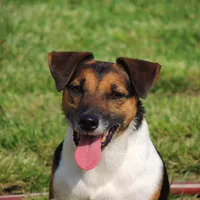 Barbi, a female Jack Russell Terrier for sale in Glenpool, OK – Photo 2 of 4