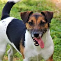 Barbi, a female Jack Russell Terrier for sale in Glenpool, OK – Photo 1 of 4