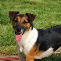 Barbi, a female Jack Russell Terrier for sale in Glenpool, OK – Photo 3 of 4