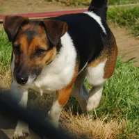 Barbi, a female Jack Russell Terrier for sale in Glenpool, OK – Photo 4 of 4