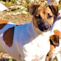 Creed, a male Jack Russell Terrier for sale in Glenpool, OK – Photo 3 of 3