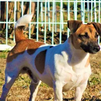 Creed, a male Jack Russell Terrier for sale in Glenpool, OK – Photo 2 of 3