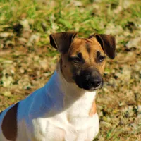 Creed, a male Jack Russell Terrier for sale in Glenpool, OK – Photo 1 of 3
