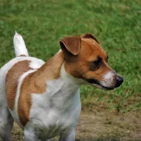 Bitsa Red Boss, a female Jack Russell Terrier for sale in Glenpool, OK – Photo 2 of 5