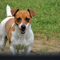 Bitsa Red Boss, a female Jack Russell Terrier for sale in Glenpool, OK – Photo 3 of 5