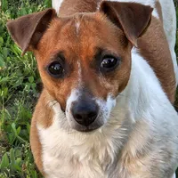 Bitsa Red Boss, a female Jack Russell Terrier for sale in Glenpool, OK – Photo 1 of 5