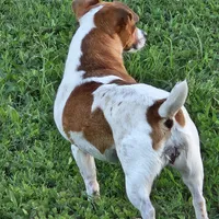 Bitsa Red Boss, a female Jack Russell Terrier for sale in Glenpool, OK – Photo 5 of 5