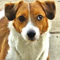 Boyza Wowza, a male Jack Russell Terrier for sale in Glenpool, OK – 1 of 5
