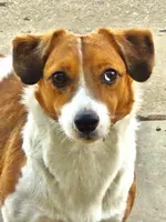 Boyza Wowza, a male Jack Russell Terrier for sale in Glenpool, OK – Photo 1 of 5