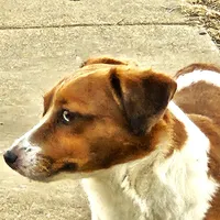 Boyza Wowza, a male Jack Russell Terrier for sale in Glenpool, OK – 5 of 5