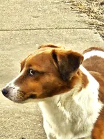 Boyza Wowza, a male Jack Russell Terrier for sale in Glenpool, OK – Photo 5 of 5