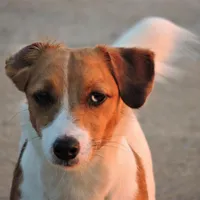Boyza Wowza, a male Jack Russell Terrier for sale in Glenpool, OK – 2 of 5