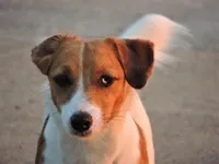 Boyza Wowza, a male Jack Russell Terrier for sale in Glenpool, OK – Photo 2 of 5