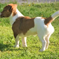 Boyza Wowza, a male Jack Russell Terrier for sale in Glenpool, OK – 4 of 5