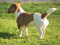 Boyza Wowza, a male Jack Russell Terrier for sale in Glenpool, OK – Photo 4 of 5