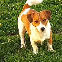 Boyza Wowza, a male Jack Russell Terrier for sale in Glenpool, OK – 3 of 5