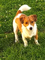 Boyza Wowza, a male Jack Russell Terrier for sale in Glenpool, OK – Photo 3 of 5