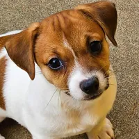 Sis E Bear, a female Jack Russell Terrier for sale in Glenpool, OK – Photo 2 of 6