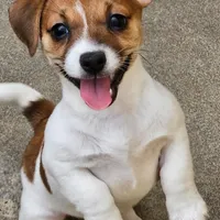 Sis E Bear, a female Jack Russell Terrier for sale in Glenpool, OK – Photo 1 of 6