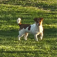 Sis E Bear, a female Jack Russell Terrier for sale in Glenpool, OK – Photo 6 of 6