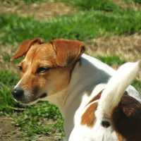Sis E Bear, a female Jack Russell Terrier for sale in Glenpool, OK – Photo 4 of 6